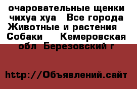очаровательные щенки чихуа-хуа - Все города Животные и растения » Собаки   . Кемеровская обл.,Березовский г.
